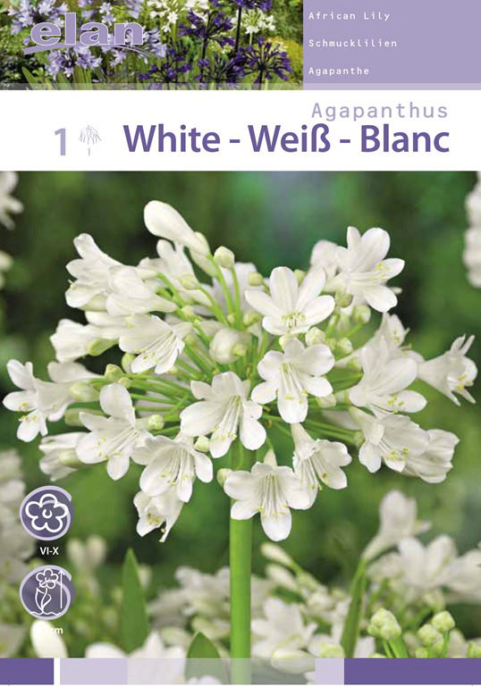 BULB AGAPANTHUS WHITE 1PC