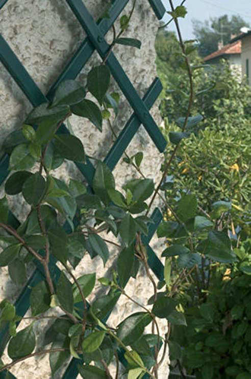 EXPANDABLE TRELLIS 2MX0,5M GREEN