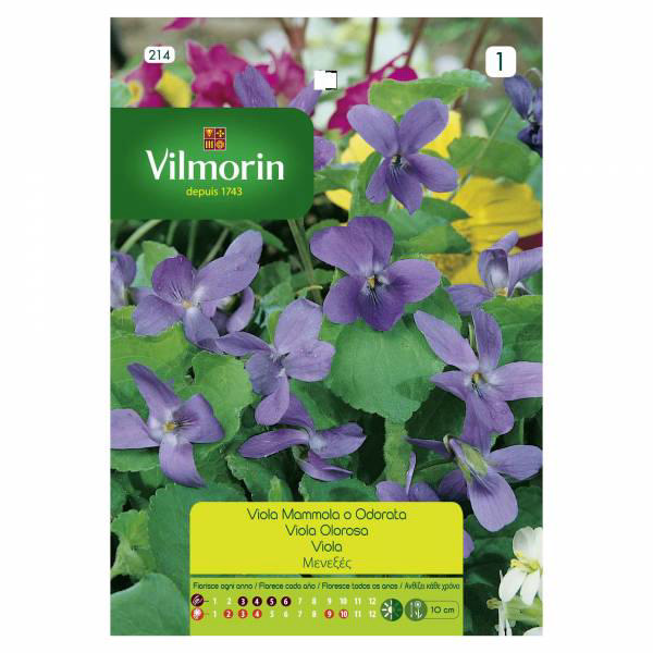 VILMORIN VIOLA OLOROSA