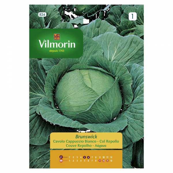 VILMORIN CABBAGE WHITE