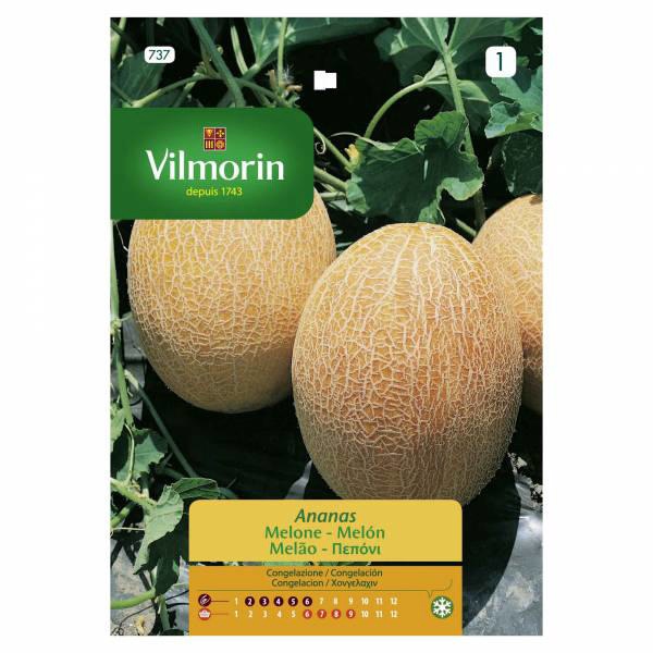 VILMORIN MELON