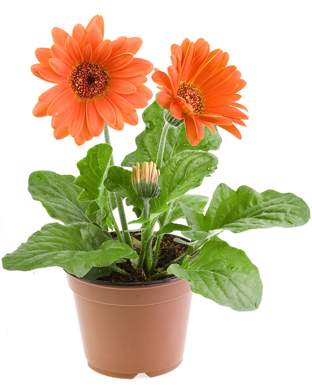 GERBERA 13CM POT