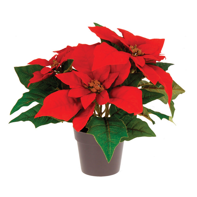 CHRISTMAS FLOWER IN POT 25CM