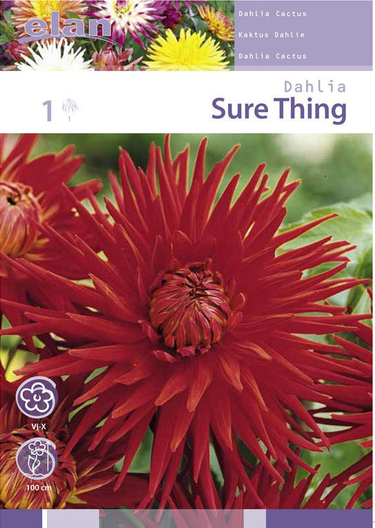 ΝΤΑΛΙΑ SURE THING 1PC