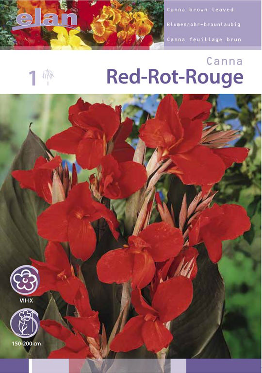 BULB CANNA BROWNLEAF RED 1PC 1/2N