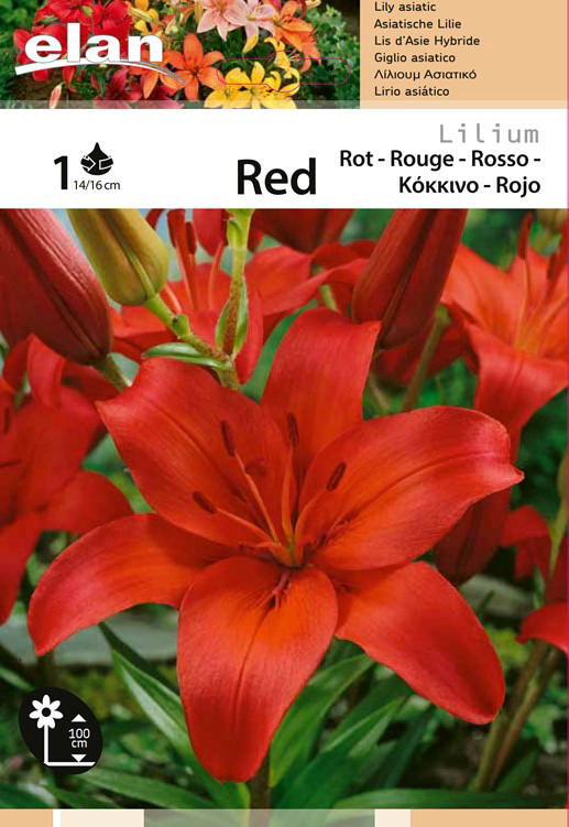 BULB LILIUM RED 1PC 14/16CM