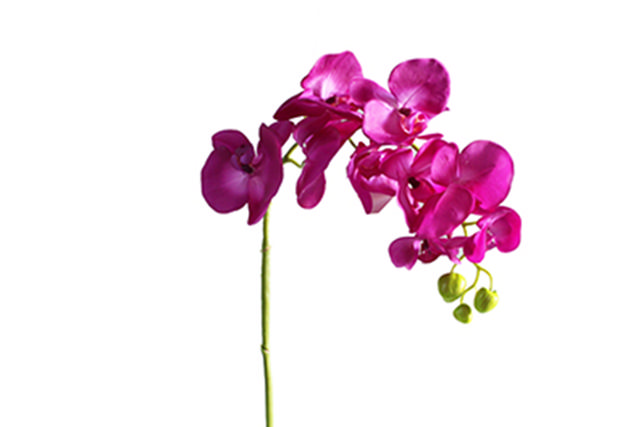 BUTTERFLY ORCHID PURPLE 100CM