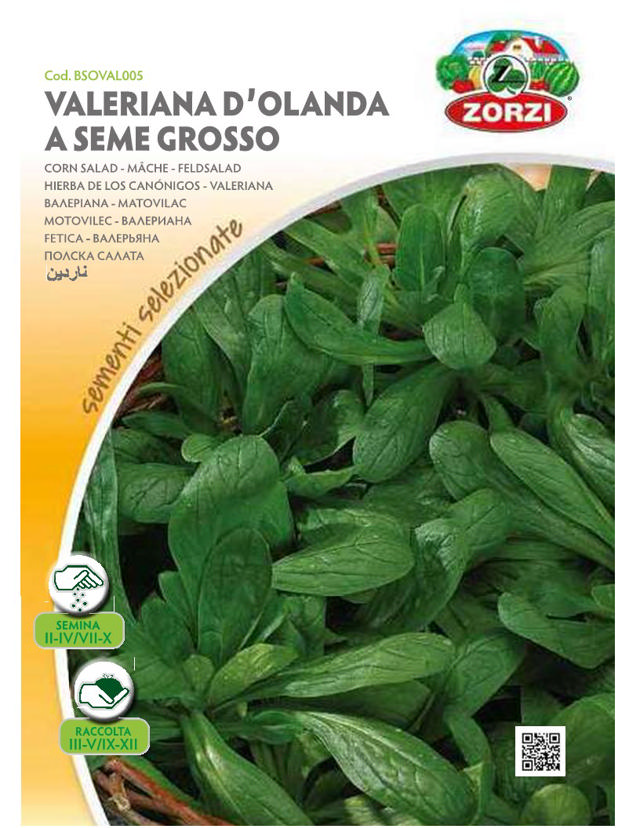 ZORZI BSOVAL005 VALERIANA