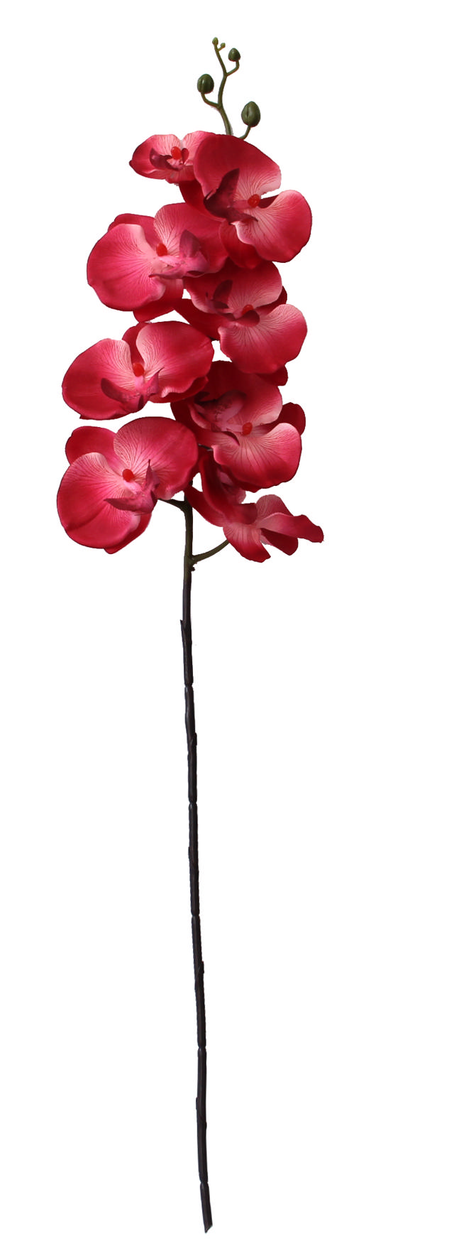 SINGLE ORCHID BRANCH 8FLR RED