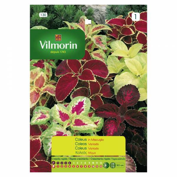 VILMORIN COLEUS RAINBOW MIXED