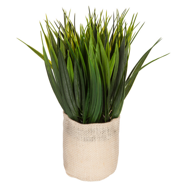 PLANT ΙΝ Α JUTE POT