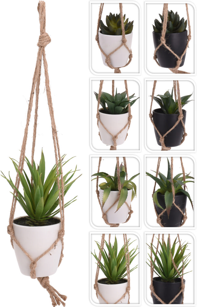 PLANT IN PP POT 8ASS DESIGN