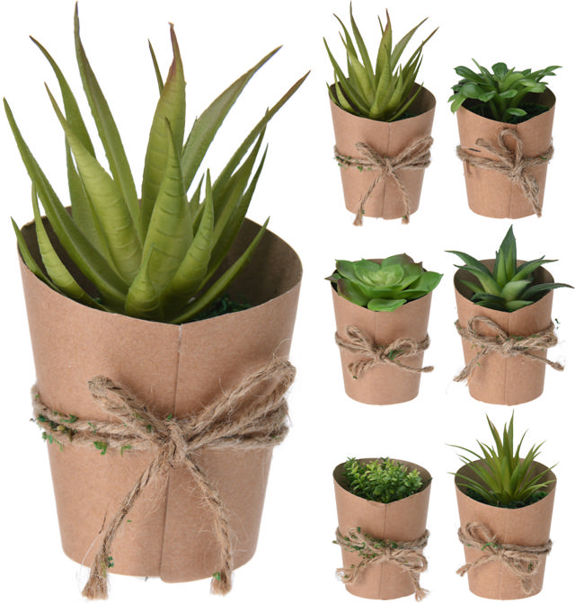 SUCCULENT PLANT POT 15CM 6ASS