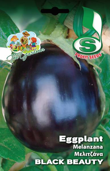 EGGPLANT BLACK BEAUTY 3GR