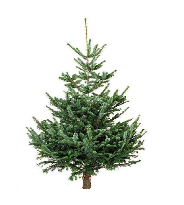 REAL P-ABIES NORMANNIANA CHRISTMAS TREE 1.60-2.00M*