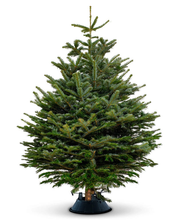 REAL P-ABIES NORMANNIANA CHRISTMAS TREE 1.60-2.00M*