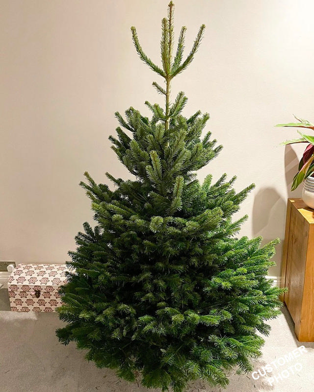 REAL P-ABIES NORMANNIANA CHRISTMAS TREE 1.60-2.00M*