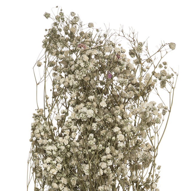 ATMOSHERA 179317 DRIED FLOWER GYPSOPHILE H58CM