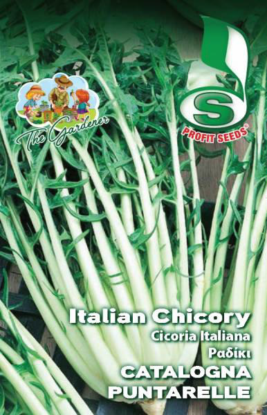 TG CHICORY (RADIKI)