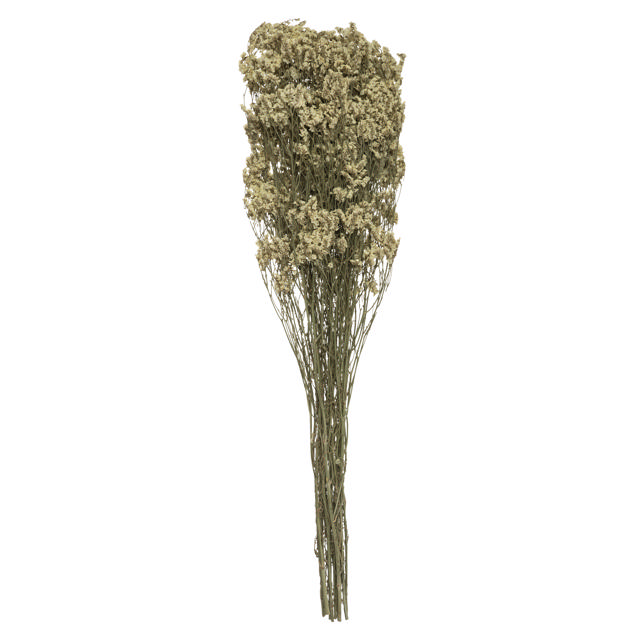 LOVEGRASS H57CM DRIED FLOWER