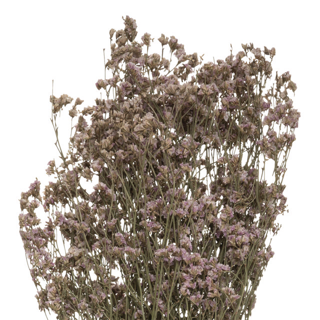 LOVEGRASS H57CM DRIED FLOWER