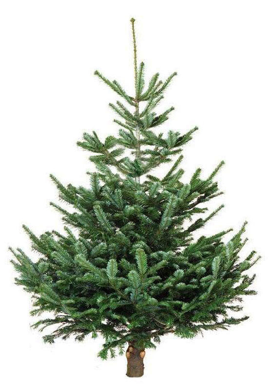 REAL CHRISTMAS TREE NORMANNIANA 2.30M*