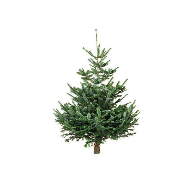 REAL CHRISTMAS TREE NORMANNIANA 1.60M*