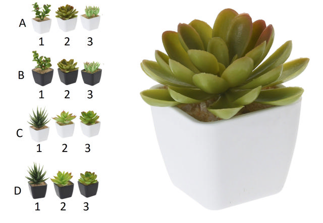 PLANT SUCCULENT PP POT 12 ASSORTED DESIGNS