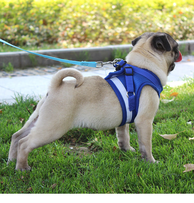 PS REFLECT HARNESS WΙΤΗ LEASH 120CM