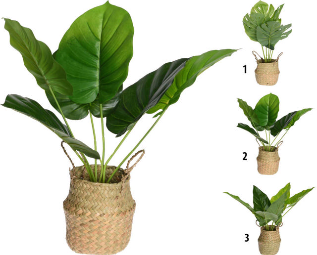 PLANT IN BASKET 46CM 3 ΔΙΑΦΟΡΕΤΙΚΑ ΣΧΕΔΙΑ