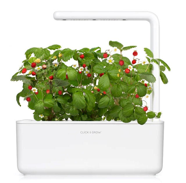 CLICK & GROW SGR24X3 WILD STRAWBERRY PLANT PODS 3PCS