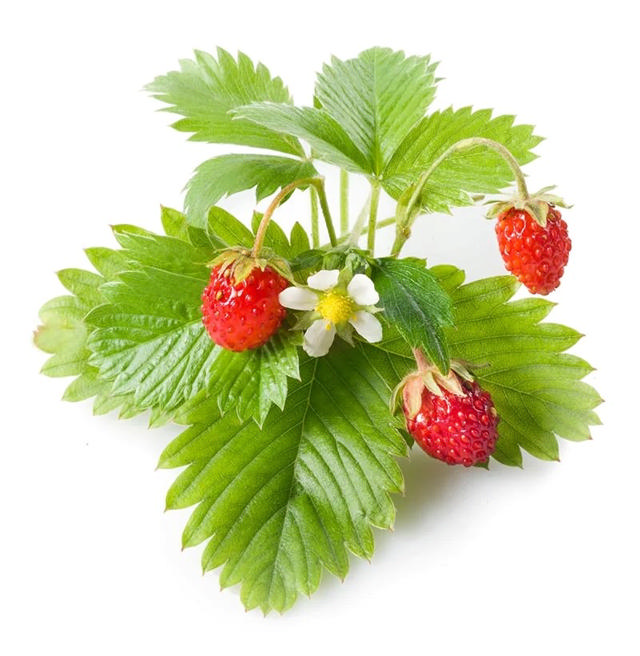 CLICK & GROW SGR24X3 WILD STRAWBERRY PLANT PODS 3PCS