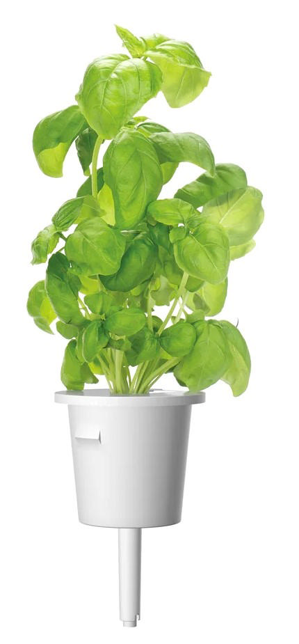 CLICK & GROW SGR3X3 BASIL PLANT PODS 3PCS