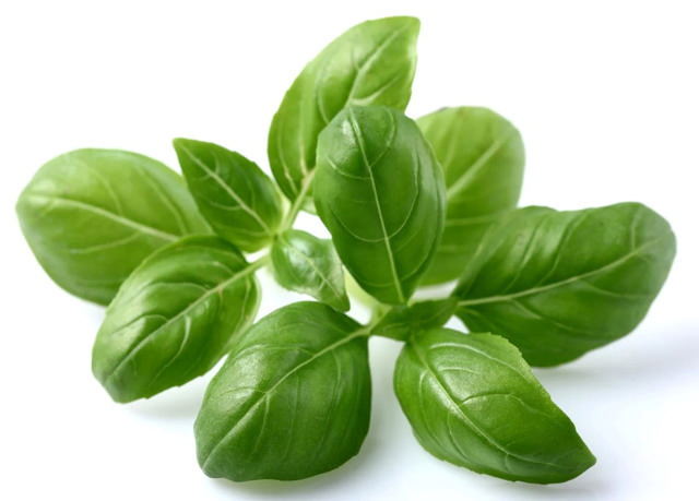 CLICK & GROW SGR3X3 BASIL PLANT PODS 3PCS