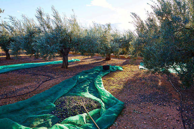 ΔΙΧΤΥ ΕΛΑΙΟΣΥΛΛΟΓΗΣ 90GR 6X12M ΠΡΑΣΙΝΟ