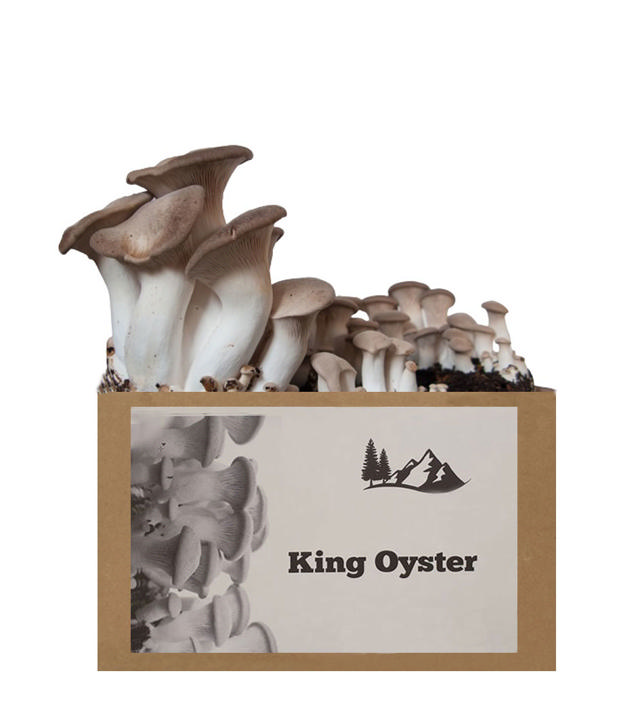 KING OYSTER BOX ΚΑΛΛΙΕΡΓΕΙΑ ΜΑΝΙΤΑΡΙΩΝ ΣΤΟ ΣΠΙΤΙ