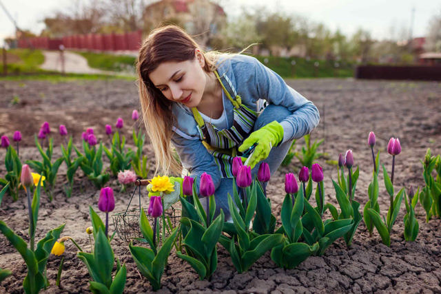 Spring garden in bloom