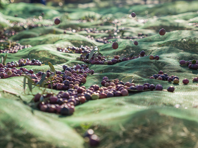 All about olive harvesting: How to harvest your own olive trees!